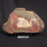 POLISHED AGATE, Agate Creek, Australia YAC032