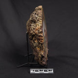 POLISHED AGATE, Agate Creek, Australia YAC033