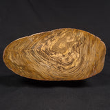 PETRIFIED WOOD, Australia YSC144