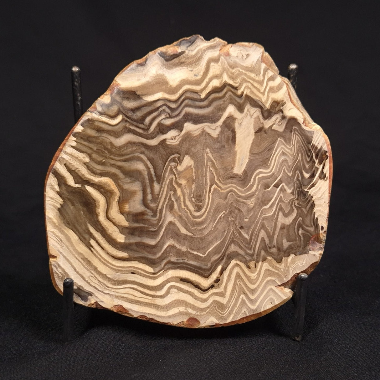 PETRIFIED WOOD, Australia YSC145