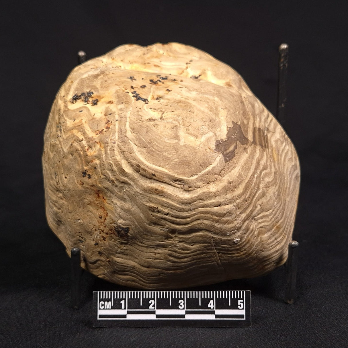 PETRIFIED WOOD, Australia YSC145