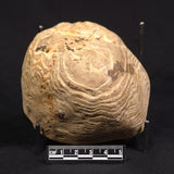 PETRIFIED WOOD, Australia YSC145