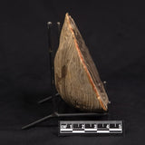 PETRIFIED WOOD, Australia YSC145