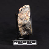 DENDRITIC CHALCEDONY (MERLINITE), Australia YSC149