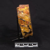 TIGER EYE, Australia YSC151