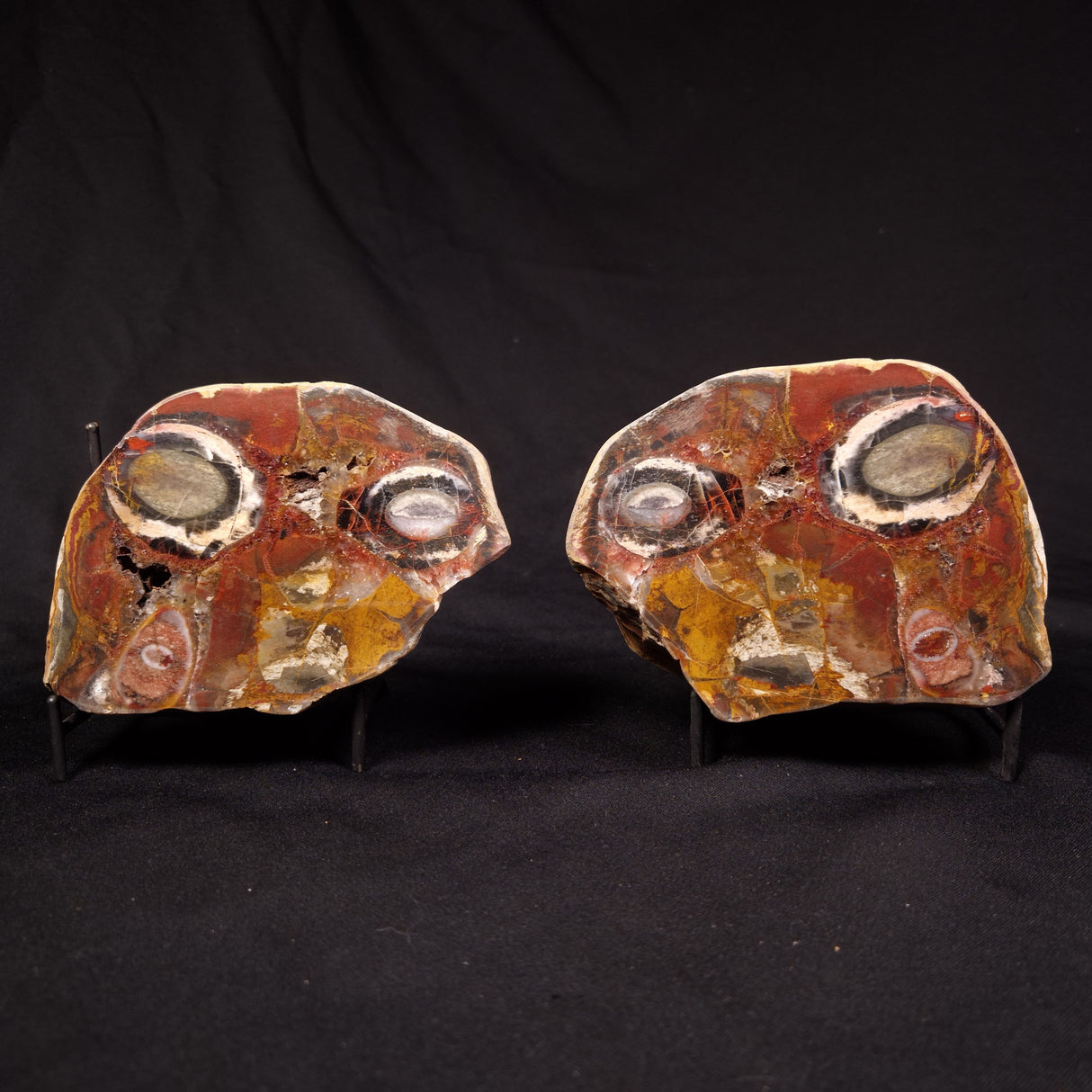 PARABURDOO PODS PAIR, Australia YSC155