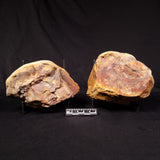 PARABURDOO PODS PAIR, Australia YSC155
