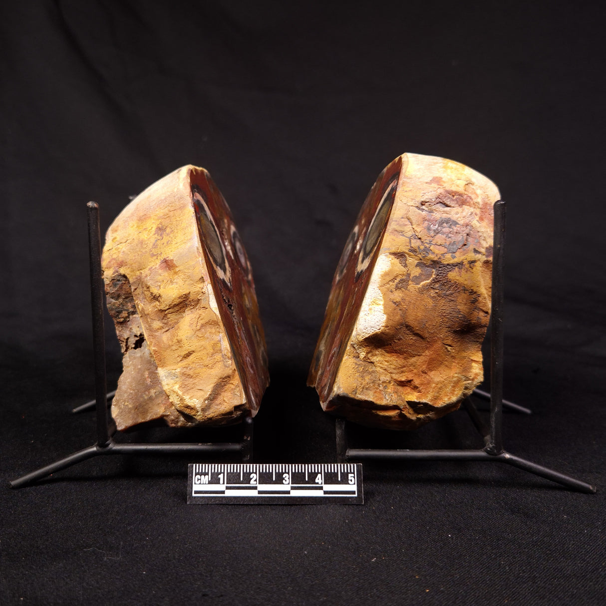 PARABURDOO PODS PAIR, Australia YSC155