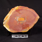 PARABURDOO POD, Australia YSC156