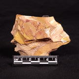 GLOSSOPTERIS BROWNIANA LEAF FOSSIL, Permian, Australia YLF010