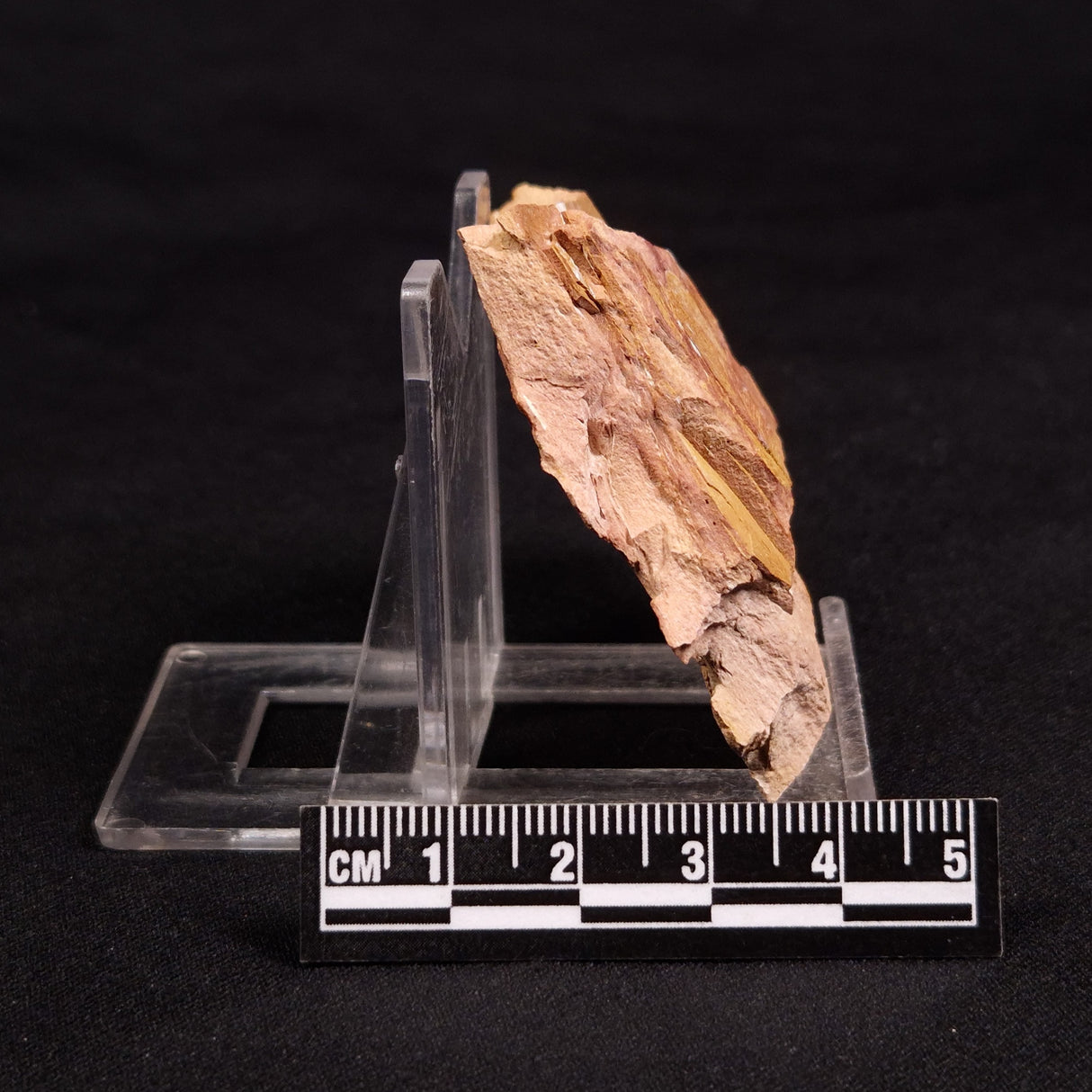 GLOSSOPTERIS BROWNIANA LEAF FOSSIL, Permian, Australia YLF010