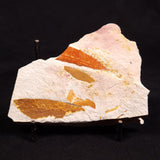 GLOSSOPTERIS BROWNIANA LEAF FOSSIL, Permian, Australia YLF011