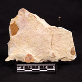 GLOSSOPTERIS BROWNIANA LEAF FOSSIL, Permian, Australia YLF011