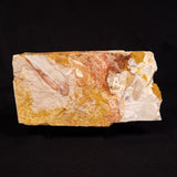 GLOSSOPTERIS BROWNIANA LEAF FOSSIL, Permian, Australia YLF012