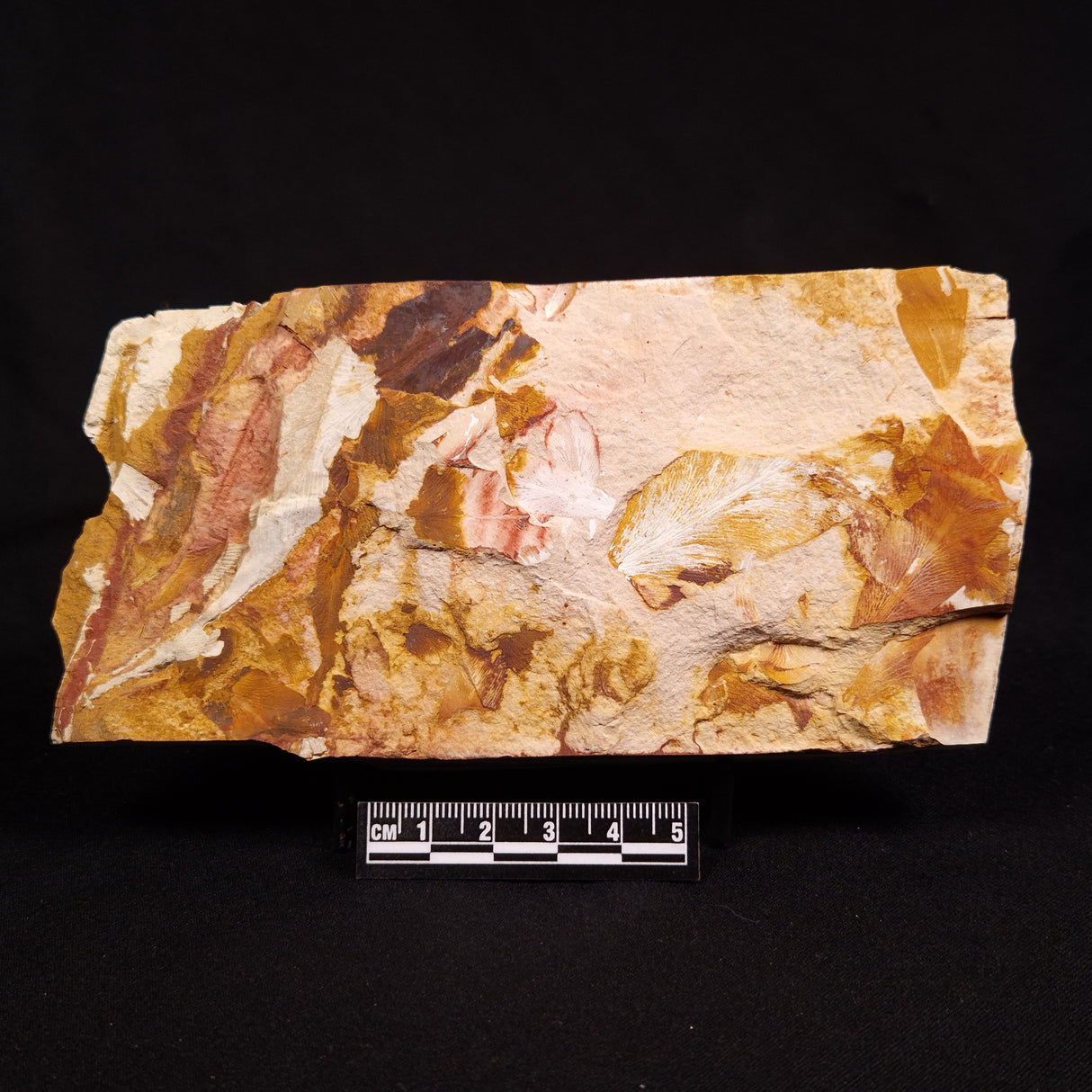 GLOSSOPTERIS BROWNIANA LEAF FOSSIL, Permian, Australia YLF012