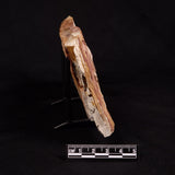GLOSSOPTERIS BROWNIANA LEAF FOSSIL, Permian, Australia YLF012