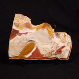 GLOSSOPTERIS BROWNIANA LEAF FOSSIL, Permian, Australia YLF013