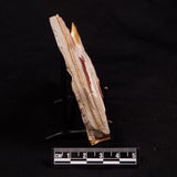 GLOSSOPTERIS BROWNIANA LEAF FOSSIL, Permian, Australia YLF013