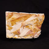 GLOSSOPTERIS BROWNIANA LEAF FOSSIL, Permian, Australia YLF014