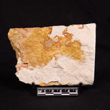 GLOSSOPTERIS BROWNIANA LEAF FOSSIL, Permian, Australia YLF014