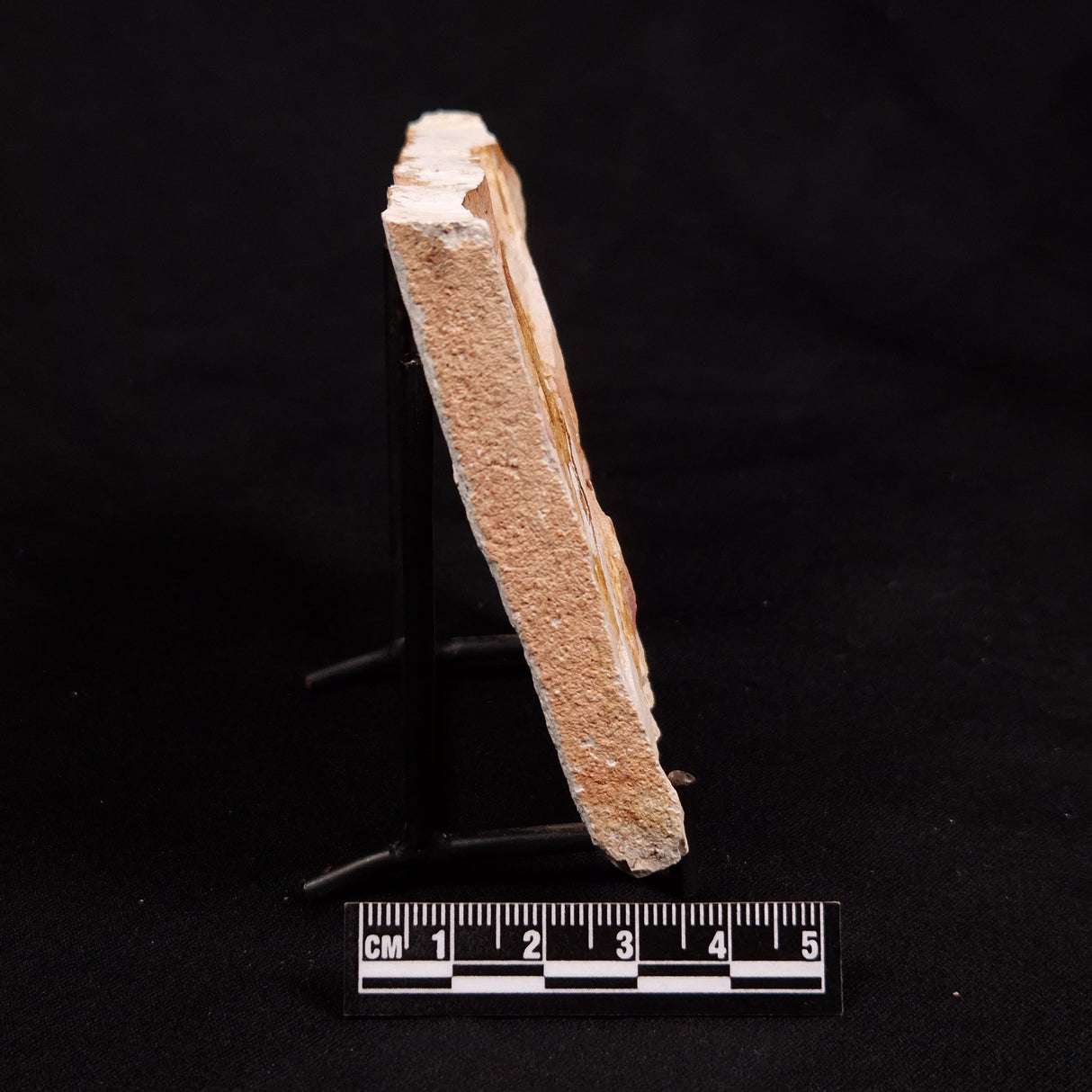 GLOSSOPTERIS BROWNIANA LEAF FOSSIL, Permian, Australia YLF014
