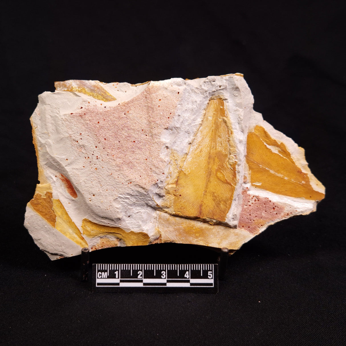 GLOSSOPTERIS BROWNIANA LEAF FOSSIL, Permian, Australia YLF015