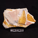 GLOSSOPTERIS BROWNIANA LEAF FOSSIL, Permian, Australia YLF015