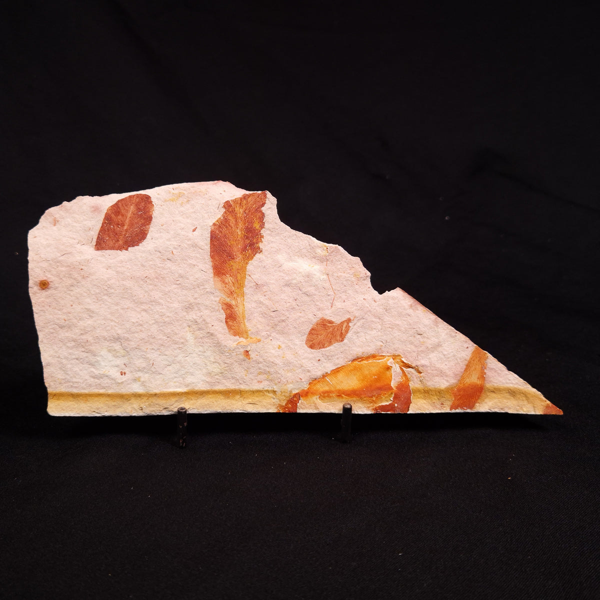 GLOSSOPTERIS BROWNIANA LEAF FOSSIL, Permian, Australia YLF016