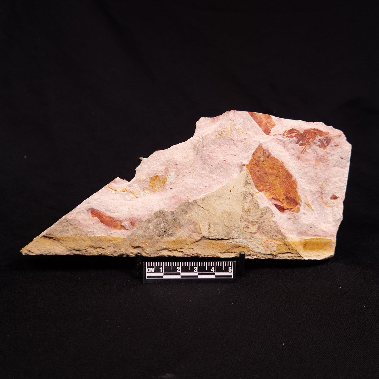 GLOSSOPTERIS BROWNIANA LEAF FOSSIL, Permian, Australia YLF016