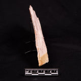GLOSSOPTERIS BROWNIANA LEAF FOSSIL, Permian, Australia YLF016