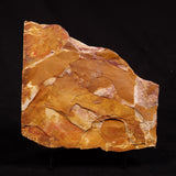 GLOSSOPTERIS BROWNIANA LEAF FOSSIL, Permian, Australia YLF017