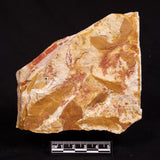 GLOSSOPTERIS BROWNIANA LEAF FOSSIL, Permian, Australia YLF017