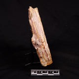 GLOSSOPTERIS BROWNIANA LEAF FOSSIL, Permian, Australia YLF017