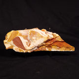 GLOSSOPTERIS BROWNIANA LEAF FOSSIL, Permian, Australia YLF018
