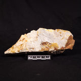 GLOSSOPTERIS BROWNIANA LEAF FOSSIL, Permian, Australia YLF018