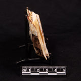 GLOSSOPTERIS BROWNIANA LEAF FOSSIL, Permian, Australia YLF018