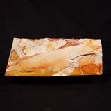 GLOSSOPTERIS BROWNIANA LEAF FOSSIL, Permian, Australia YLF019
