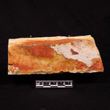 GLOSSOPTERIS BROWNIANA LEAF FOSSIL, Permian, Australia YLF019