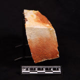 GLOSSOPTERIS BROWNIANA LEAF FOSSIL, Permian, Australia YLF019