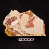 GLOSSOPTERIS BROWNIANA LEAF FOSSIL, Permian, Australia YLF020