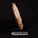 GLOSSOPTERIS BROWNIANA LEAF FOSSIL, Permian, Australia YLF020