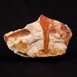 GLOSSOPTERIS BROWNIANA LEAF FOSSIL, Permian, Australia YLF021