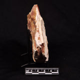 GLOSSOPTERIS BROWNIANA LEAF FOSSIL, Permian, Australia YLF021