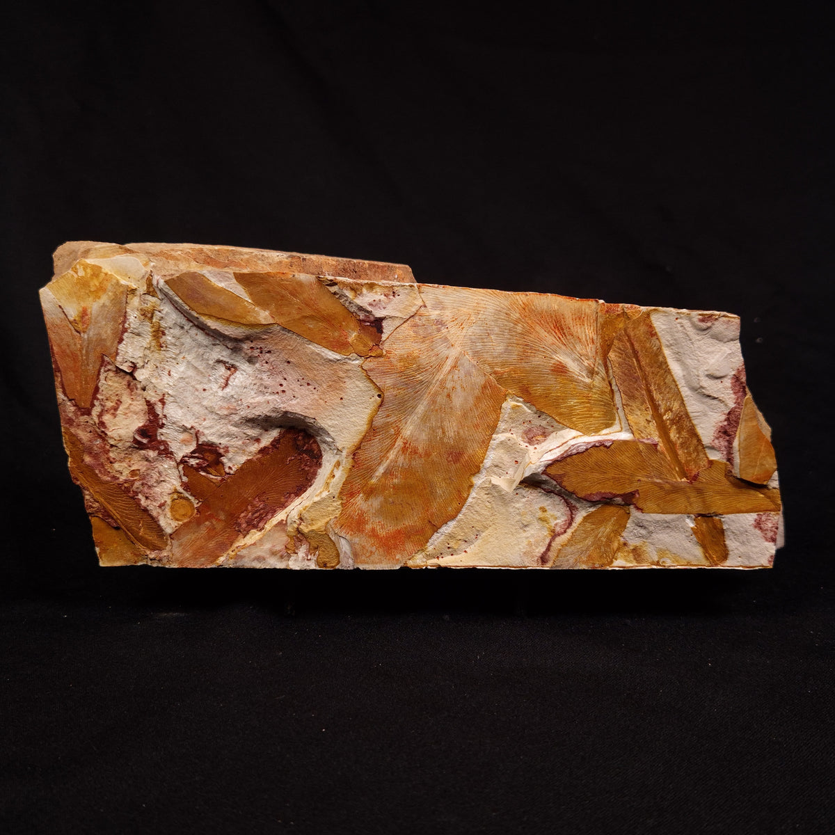 GLOSSOPTERIS BROWNIANA LEAF FOSSIL, Permian, Australia YLF022