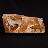 GLOSSOPTERIS BROWNIANA LEAF FOSSIL, Permian, Australia YLF022