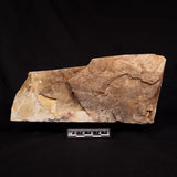 GLOSSOPTERIS BROWNIANA LEAF FOSSIL, Permian, Australia YLF022