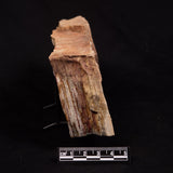 GLOSSOPTERIS BROWNIANA LEAF FOSSIL, Permian, Australia YLF022