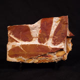 GLOSSOPTERIS BROWNIANA LEAF FOSSIL, Permian, Australia YLF023