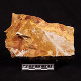 GLOSSOPTERIS BROWNIANA LEAF FOSSIL, Permian, Australia YLF023