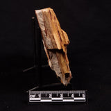 GLOSSOPTERIS BROWNIANA LEAF FOSSIL, Permian, Australia YLF023